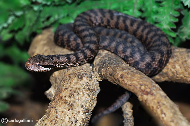 Vipera